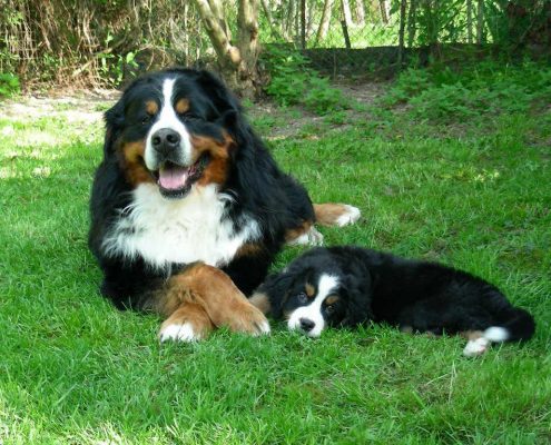 Cuccioli Bovaro del Bernese Montevento