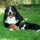 Cuccioli Bovaro del Bernese Montevento