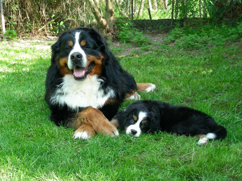 Cuccioli Bovaro del Bernese