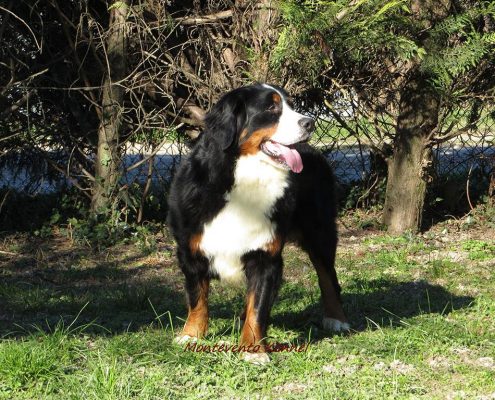 Bovaro del Bernese