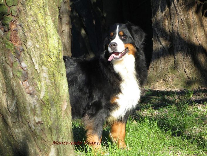 Bovaro del bernese - Allevamento Montevento