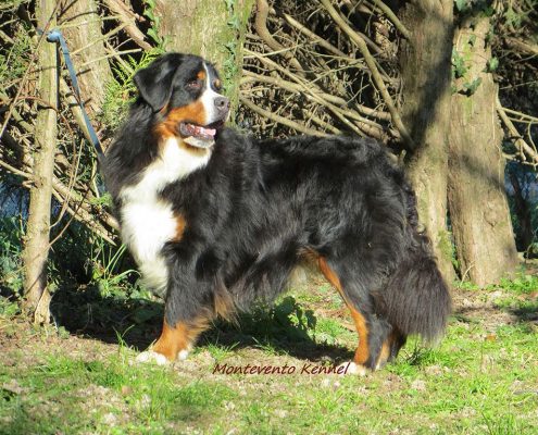 Bovaro del Bernese: un custode tuttofare