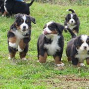 Cuccioli Bovaro del bernese Montevento