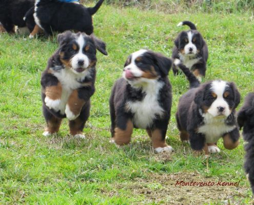 Cuccioli Bovaro del bernese Montevento