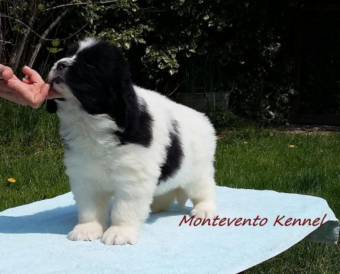 Montevento’s Fortuna