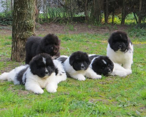 Cucciolate Terranova - Allevamento Bovaro del Bernese Montevento