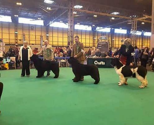 Manchester Champ Show