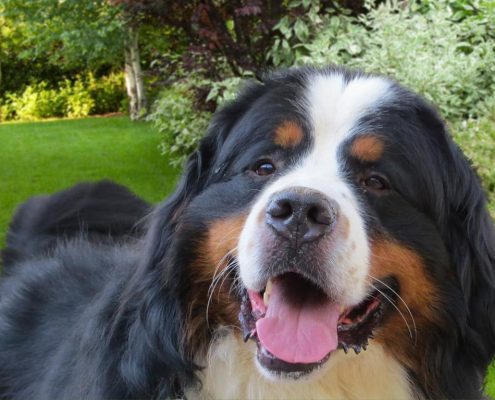 Bovaro del bernese allevamento