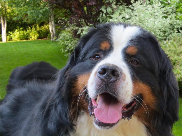 Bovaro del bernese allevamento