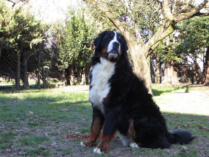 Bovaro del bernese - Allevamento Montevento