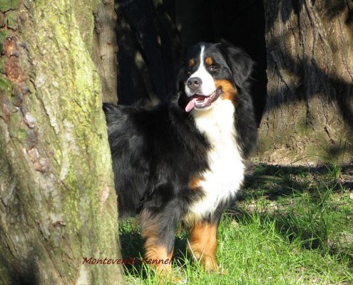 Bovaro del Bernese Allevamento Mantova