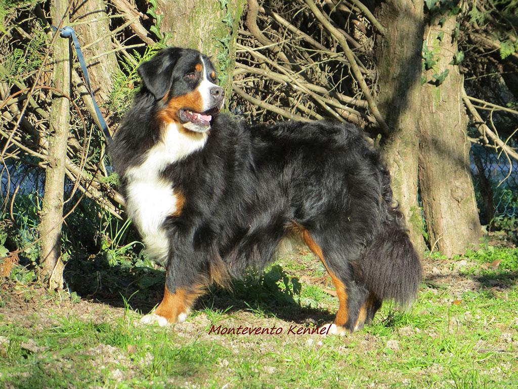 Allevamento Bovaro del Bernese