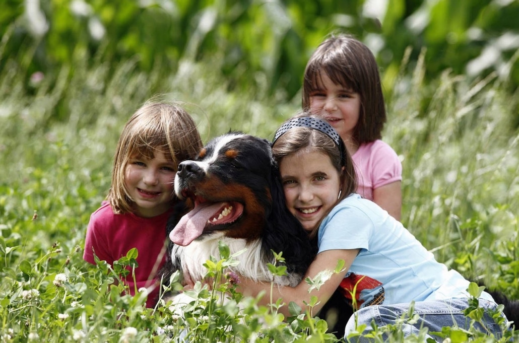 Il bovaro del Bernese e i bambini