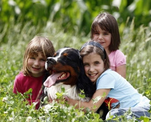 Il bovaro del Bernese e i bambini