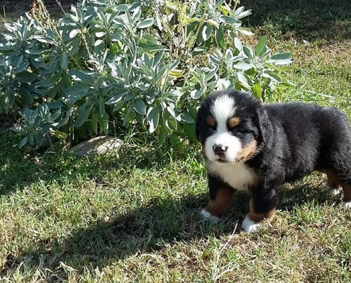 Casa e giardino: come gestire il bovaro del Bernese