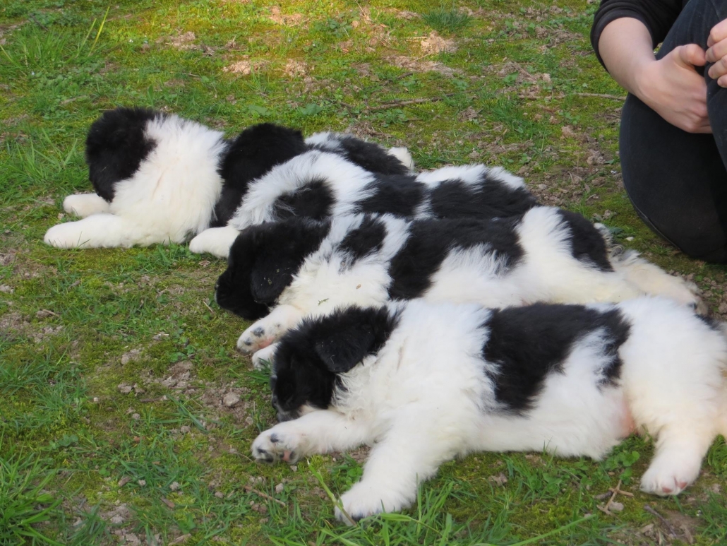 Cosa sognano i cuccioli quando dormono?