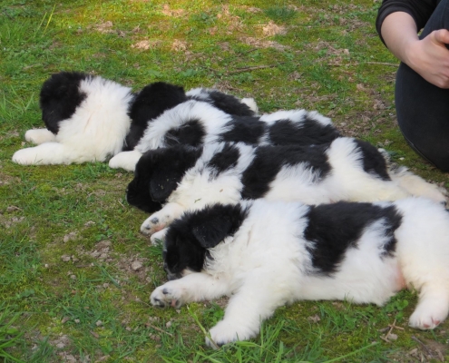 Cosa sognano i cuccioli quando dormono?