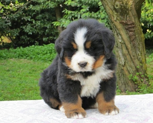 Come gestire il cucciolo arrivato a casa