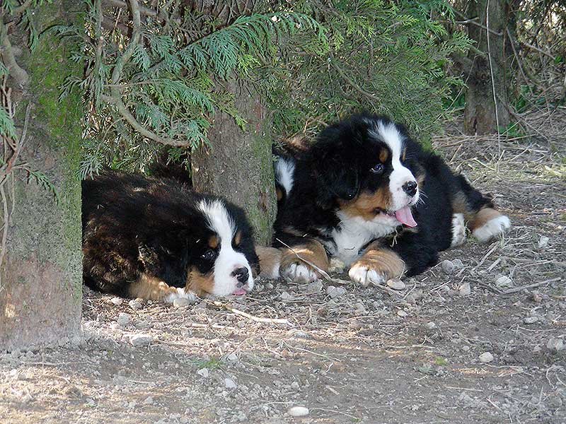 Cuccioli di Bovaro del Bernese