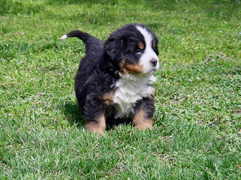 Cucciolo di Bovaro del Bernese