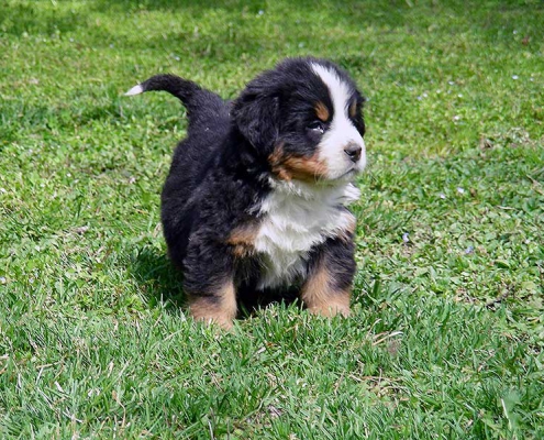 Cuccioli Bovaro del Bernese