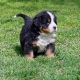 Cuccioli Bovaro del Bernese