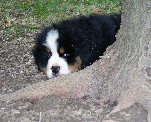 cuccioli bovaro del bernese-montevento