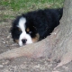 cuccioli bovaro del bernese-montevento