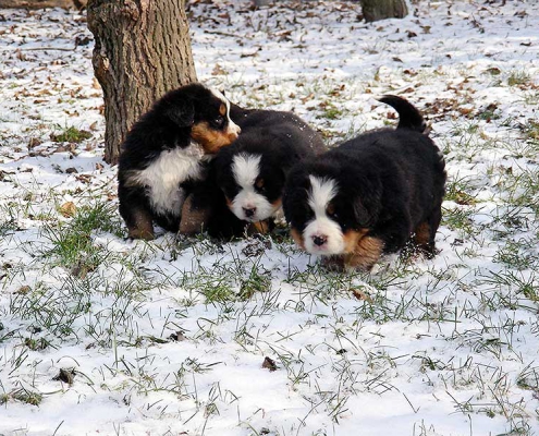 cuccioli pastore del bernese