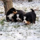 cuccioli pastore del bernese