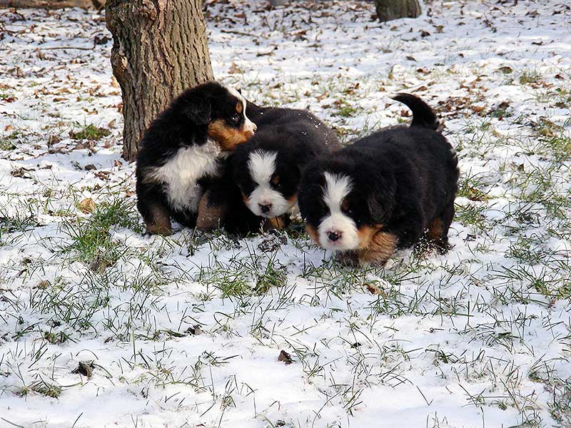 Cucciolate Bovaro del Bernese - Allevamento Bovaro del Bernese Montevento