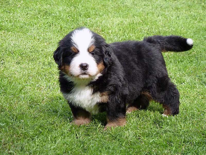 Cucciolo di Bovaro del Bernese