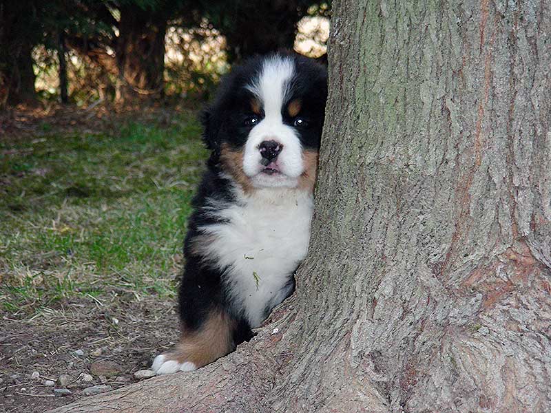 Cucciolo di Bovaro del Bernese