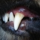Igiene orale nel cane: consigli e cure per il cucciolo
