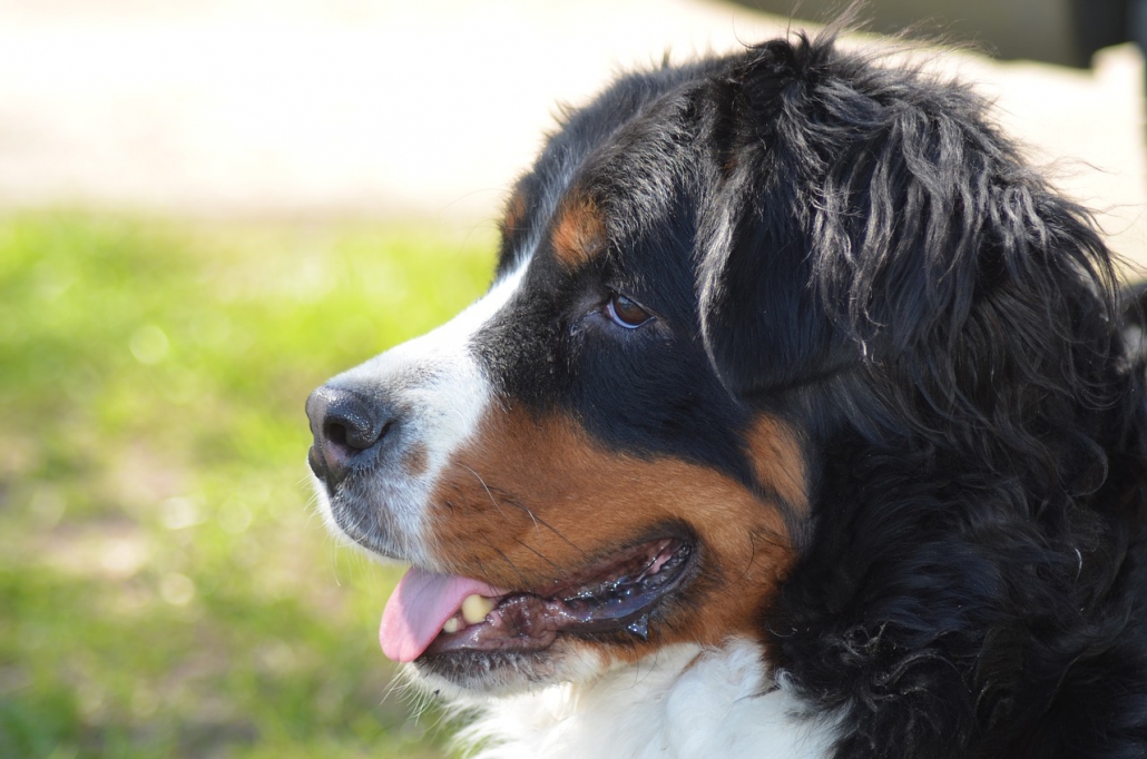 Come toelettare in maniera giusta e veloce il bovaro del bernese