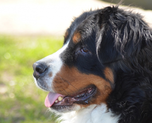 Come toelettare in maniera giusta e veloce il bovaro del bernese