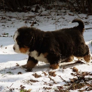 montevento bovaro del bernese