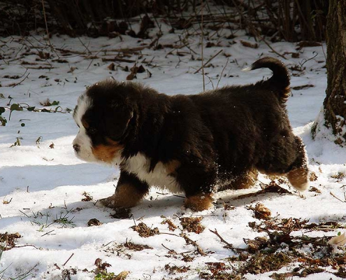 montevento bovaro del bernese