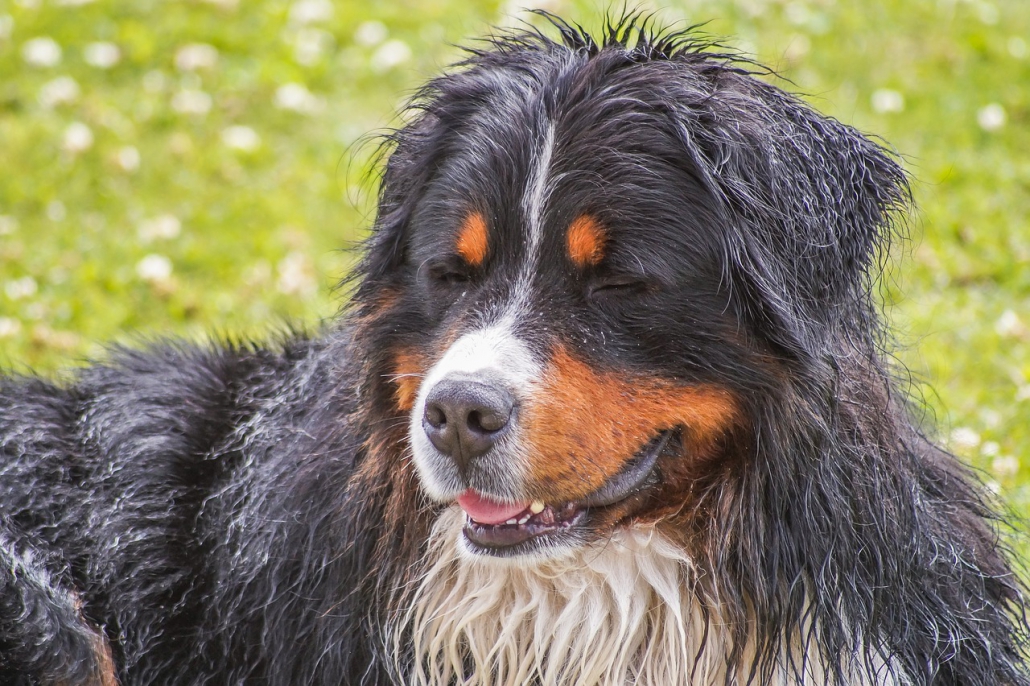 Come eliminare il cattivo odore dal tuo cane