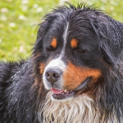 Come eliminare il cattivo odore dal tuo cane