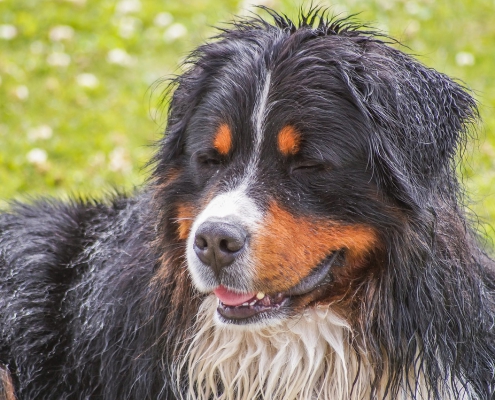 Come eliminare il cattivo odore dal tuo cane