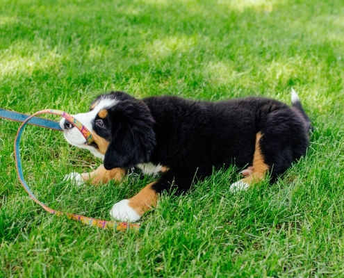 Bovaro del bernese al guinzaglio: la guida per abituare il cucciolo