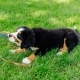 Bovaro del bernese al guinzaglio: la guida per abituare il cucciolo