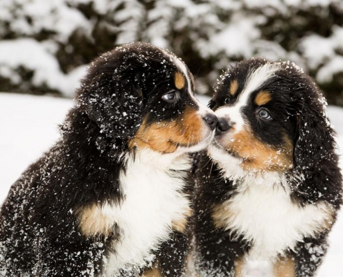 Che cos'è l'imprintng: periodi sensibili nel cucciolo