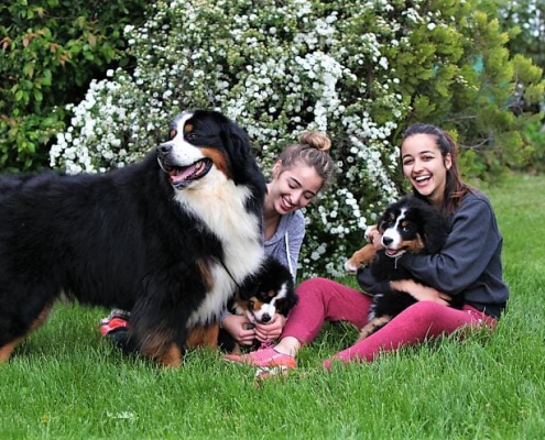 Denti del cane: crescita, cure naturali e pulizia