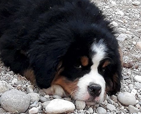 Bovaro del bernese: qual'è il peso ideale da cucciolo e da adulto?