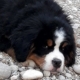 Bovaro del bernese: qual'è il peso ideale da cucciolo e da adulto?