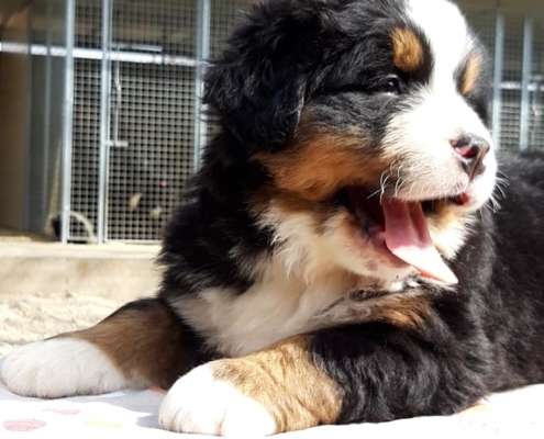 Cuccioli di Bovaro del bernese in arrivo