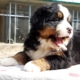 Cuccioli di Bovaro del bernese in arrivo