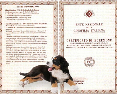 Pedigree ENCI: tutto quello che devi sapere